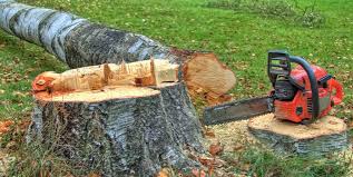 Best Tree Maintenance Programs  in Monroe, WA
